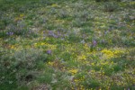 Grass Widows, Spring Whitlow-grass, Gold Stars, Giant-seed Lomatium