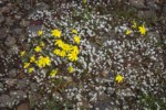 Gold Stars among Spring Whitlow-grass
