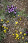 Sagebrush Violets, Grass Widows, Spring Whitlow-grass, Gold Stars, Giant-seed Lomatium
