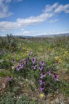 Sagebrush Violets, Grass Widows, Spring Whitlow-grass, Gold Stars, Giant-seed Lomatium under spring clouds
