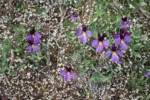 Sagebrush Violets among Spring Whitlow-grass