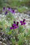 Sagebrush Violets among Spring Whitlow-grass