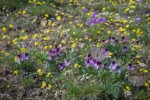 Sagebrush Violets among Spring Whitlow-grass & Gold Stars