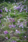 Grass Widows among Spring Whitlow-grass
