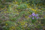 Grass Widows among Spring Whitlow-grass & Gold Stars