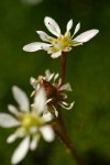 Tolmie's Saxifrage blossoms detail