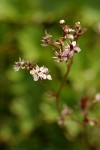 Lyall's Saxifrage blossoms detail