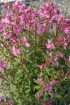 Red Willow-herb
