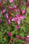 Red Willow-herb blossoms detail