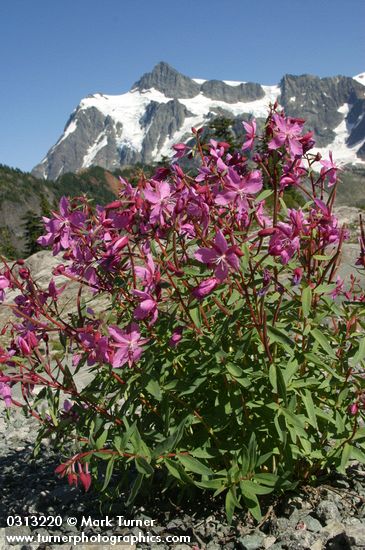 Chamerion latifolium (Epilobium latifolium)