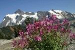 Red Willow-herb w/ Mt. Shuksan bkgnd