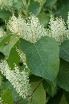 Japanese Knotweed blossoms & foliage detail