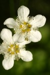Fringed Grass of Parnassus blossoms detail