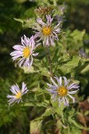 Cusick's Aster blossoms & foliage detail