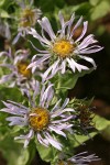 Cusick's Aster blossoms detail