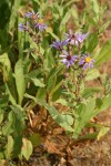 Sticky Aster blossoms & foliage