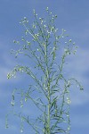 Horseweed against blue sky