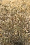 Slender Buckwheat