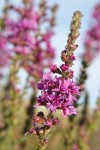 Purple Loosestrife blossoms