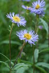 Parry's Aster blossoms
