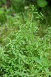 Small Bedstraw