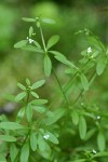 Small Bedstraw blossoms & foliage detail