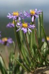 Alpine Aster blossoms & foliage detail, low angle