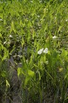 Broad-leaf Arrowhead in marsh