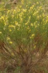 Rabbitbush Goldenweed