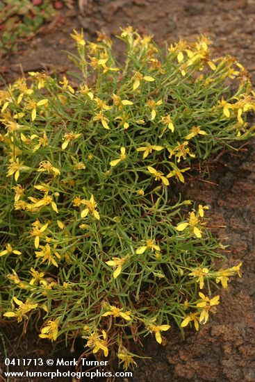 Ericameria bloomeri (Haplopappus bloomeri)