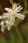 Parry's Catchfly blossom detail