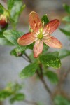 Copperbush blossom detail