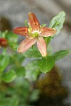 Copperbush blossom & foliage detail