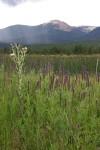 New Mexico Vervain (MacDougal Verbena) & Pale Thistle on Wilson Mesa w/ Baldy Mtn. bkgnd under storm clouds