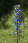 Rocky Mountain Larkspur blossoms