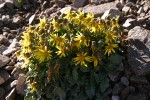 Dandelion Butterweed (Dandelion Ragwort) on alpine scree