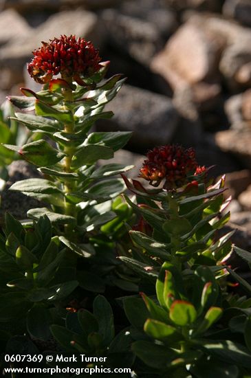 Rhodiola integrifolia ssp. integrifolia (Sedum integrifolium)