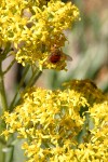 Red Bee on Sawtooth Butterweed blossoms
