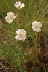 Prairie Evening Primrose (Whitest Evening Primrose)
