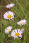 Beautiful Fleabane (Most Beautiful Daisy) blossoms detail