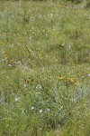 Meadow of Flax, Mexican Hat