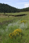 Longflower Rabbitbrush, New Mexico Vervain (Spike Verbena, MacDougal Verbena), Fringed Sage (Prairie Sagewort) along N Ponil Cr