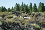 Gray Rabbitbrush on lava flow w/ Ponderosa Pines bkgnd