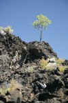 Stunted Ponderosa Pine on lava ball