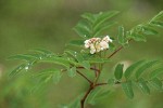 Sitka Mountain-ash blossoms & foliage w/ raindrops