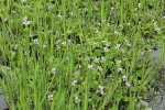 Marsh Violets among Sedges