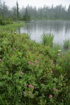 Rosy Spiraea at edge of Picture Lake in rain