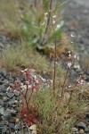 Rusty Saxifrage w/ raindrops