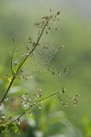 Dew-covered spider web on Western Meadowrue