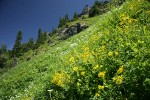 Mountain Arnica, Cow Parsnips, Sitka Valerian in hillside subalpine meadow